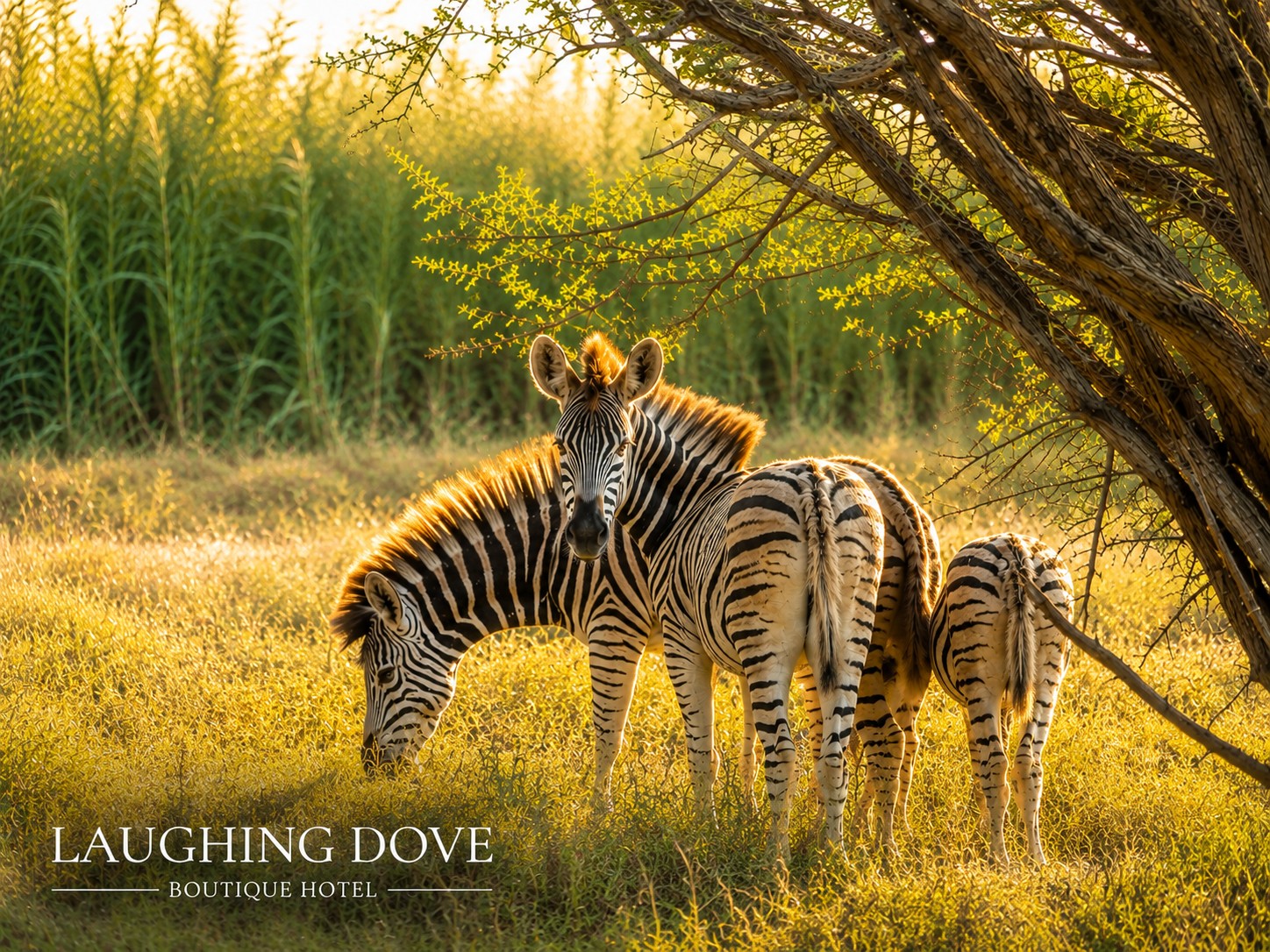 Zebras grazing in the golden Waterberg bushveld on the farm
